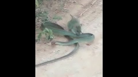 Kinh ngạc cảnh chuột tấn công, cắn xé rắn "khủng"