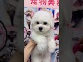 ⚠️ OMG! So Cute Dogs/Puppies - Best Funny Dog Videos 2022 ||| Amazing Dog Videos #Shorts