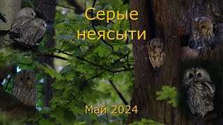 Серые неясыти. Май 2024