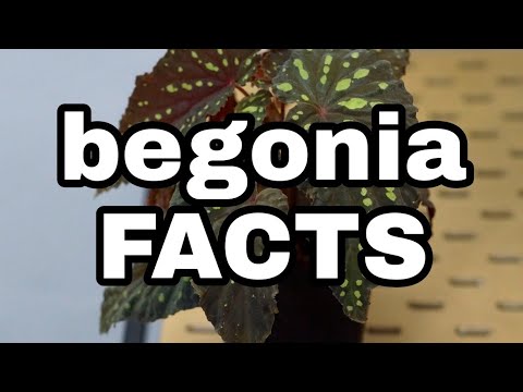 Video: Begonia Pythium Rotin hoito: Begonia-kasvien varren ja juurimädän korjaaminen