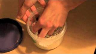 Crested Gecko Hatchling Setup