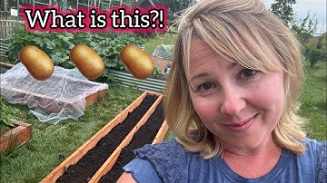 The Lazy Way to Grow TONS of Potatoes! #howto #garden #homemade #cooking