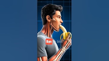 Ăn Chuối Mỗi Ngày: Điều Gì Xảy Ra Bên Trong Cơ Thể Bạn? (Hành Trình 3D & Lợi Ích)