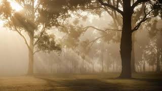 Sunrise Sunbeam Trees