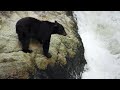 Bear's EXTREME Salmon Fishing | BBC Earth
