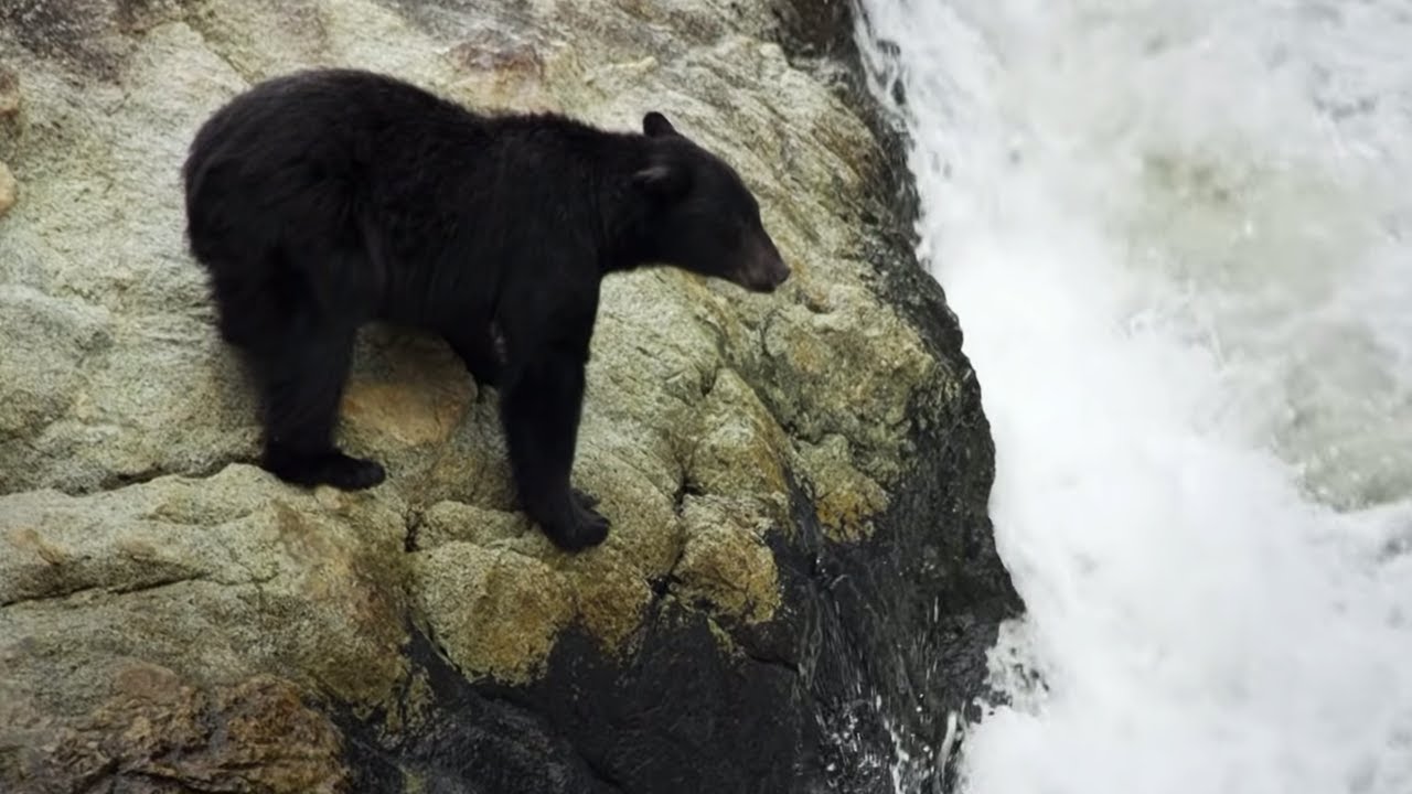 ⁣Bear's EXTREME Salmon Fishing | BBC Earth