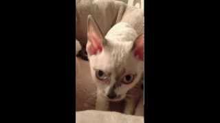 Devon Rex Kitten kneeding by Rhonda 283 views 11 years ago 4 minutes, 11 seconds