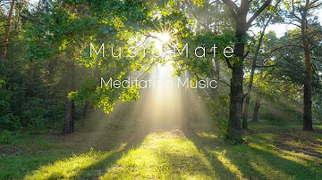 머리를 비우는 숲 속 명상음악 마음이 편안해지는 음악 스트레스 해소음악 힐링음악 마음의 숲