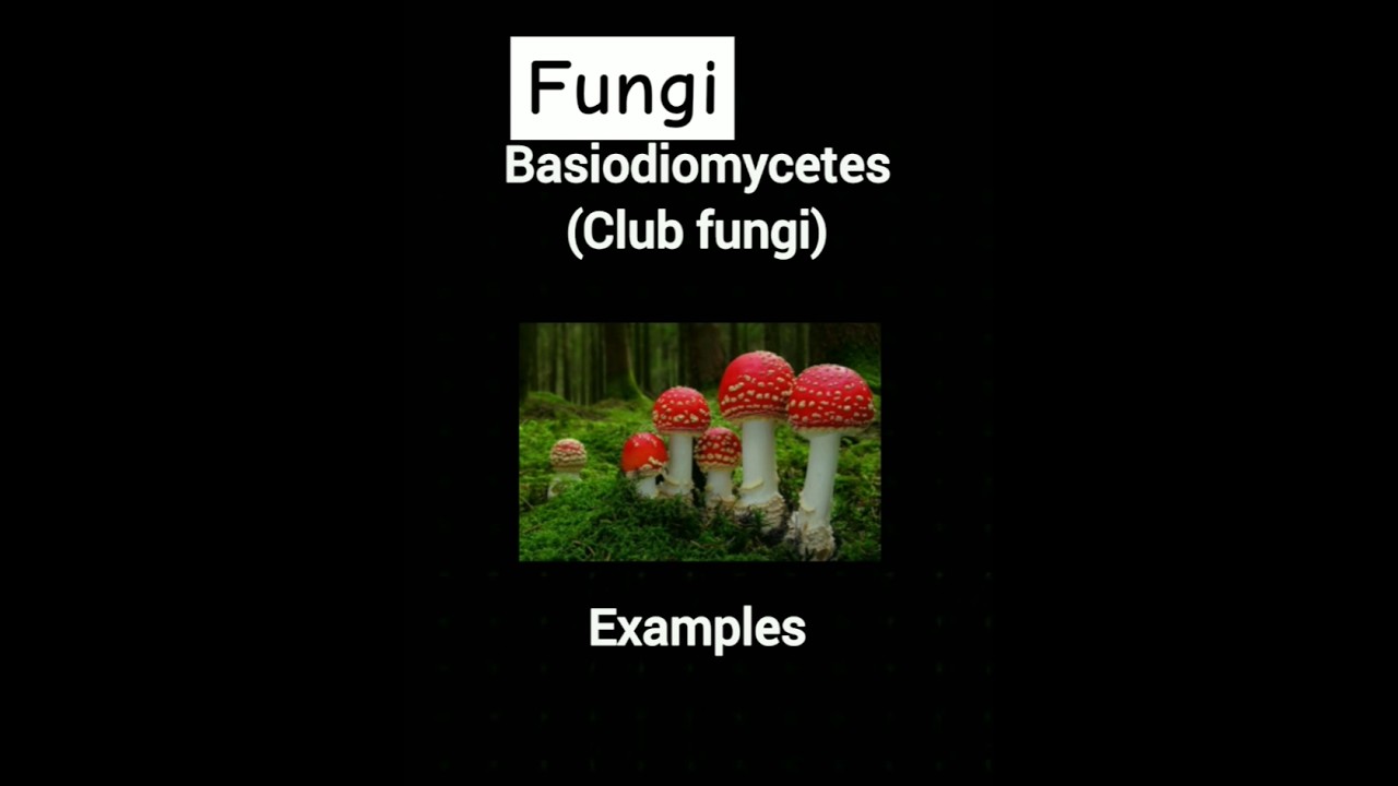 Basiodiomycetes(club fungi) #Basiodiomycetes examples #fungi #club fungi #trending #viral #shorts
