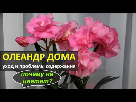 Олеандр: уход и ошибки содержания дома