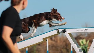 border collie Rus Dendi Lot Native Soul Redjina [Red 18 month] / agility dog
