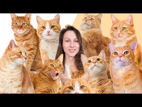 वीडियो: कैसे बताएं कि आपकी बिल्ली छिड़क रही है या नहीं