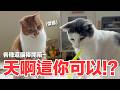 【好味小姐】天啊這你可以！？各種逗貓棒開箱～｜好味貓日常273
