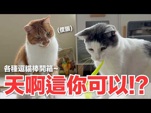 [Lady Flavor] Oh My, You Like This!? Unboxing Various Cat Wands～｜Lady Flavor Cat Daily 273