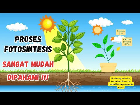 PROSES FOTOSINTESIS PADA
