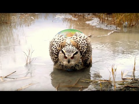 Натянуть сову на глобус — откуда это?