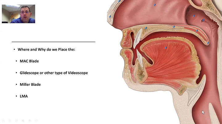 Airway Anatomy For Intubation