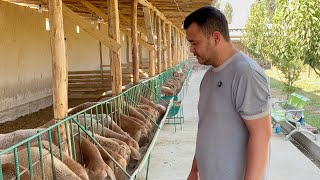 : Azizbek aka 97-338-00-10 q`oralari #Andijon 