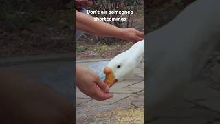 Don’t air someone’s shortcomings##dabao #cute #funny #animals #goose #girlfriend