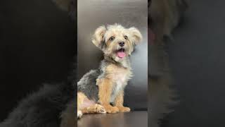 The Easy to Train Yorkie Poo Puppy