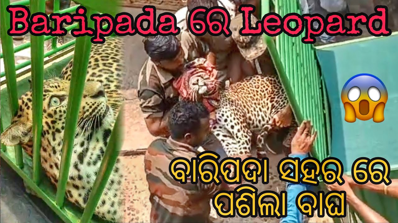 Leopard Spotted In Baripada | leopard Roams In Baripada , Mayurbhanj , Odisha | Locals Panic | 2024