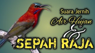 Sepah Raja dan Suara Air Hujan Yang Menenangkan