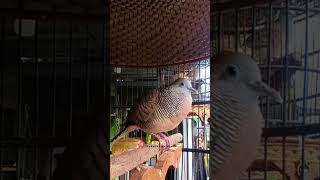 Zebra Dove Natural Sounds P029 #pancinganperkutut #zebradove #perkututgacor