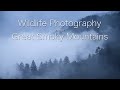 Wildlife Photography in the Great Smoky Mountains