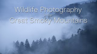 Wildlife Photography in the Great Smoky Mountains