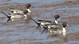 Northern Pintail Ducks ( Male ) HD - Mangalajodi, Chilika Lake, Odisha