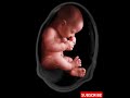 The Incredible Life Of A Baby In The Womb