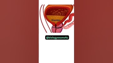 Male Reproductive System Anatomy |  Animation