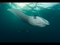 Diving Palau 2015 HD - Sharks, Manta Rays, Jelly Fish Lake & more