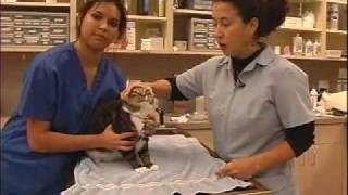 How to Administer Liquid Medication Cat  LazyPaw Animal Hospitals