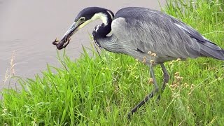 If you are squeamish, don't watch this black-headed heron trying to kill and swallow a frog