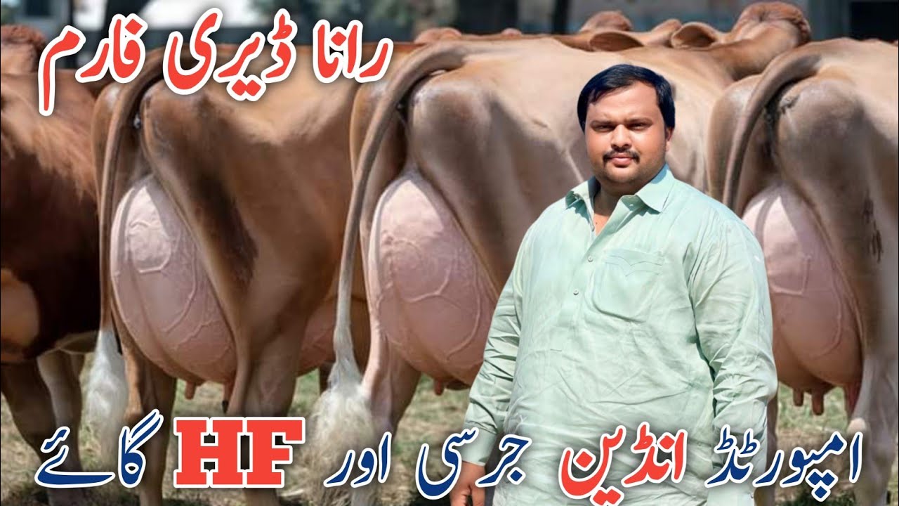 Pakistan's No.1 Cows Farm | Jersey cows Friesian cross | Best cows at Rana Dairy Farm