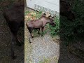 Big moose in the backyard please subscribe if you would like to support otherwise enjoy the nature:)
