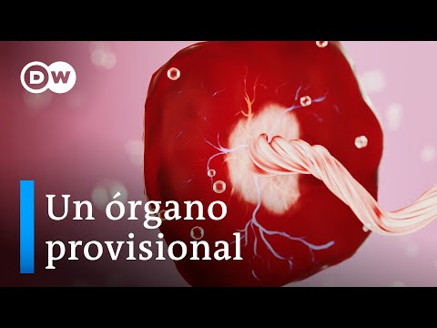 Vídeo: Com és de freqüent la placenta bilobulada?