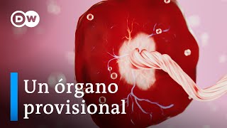 ¿Cómo funciona realmente la placenta?