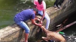 Rescue a deer from the river