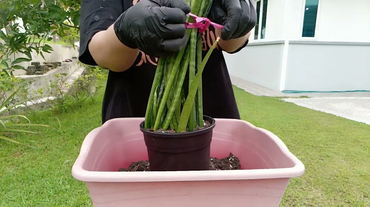 ASMR gardening. No talking. Repotting plant outdoor with sounds of nature in the background
