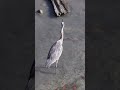Great Blue Heron (Ardea herodias) #birds #herons #galapagoswildlife