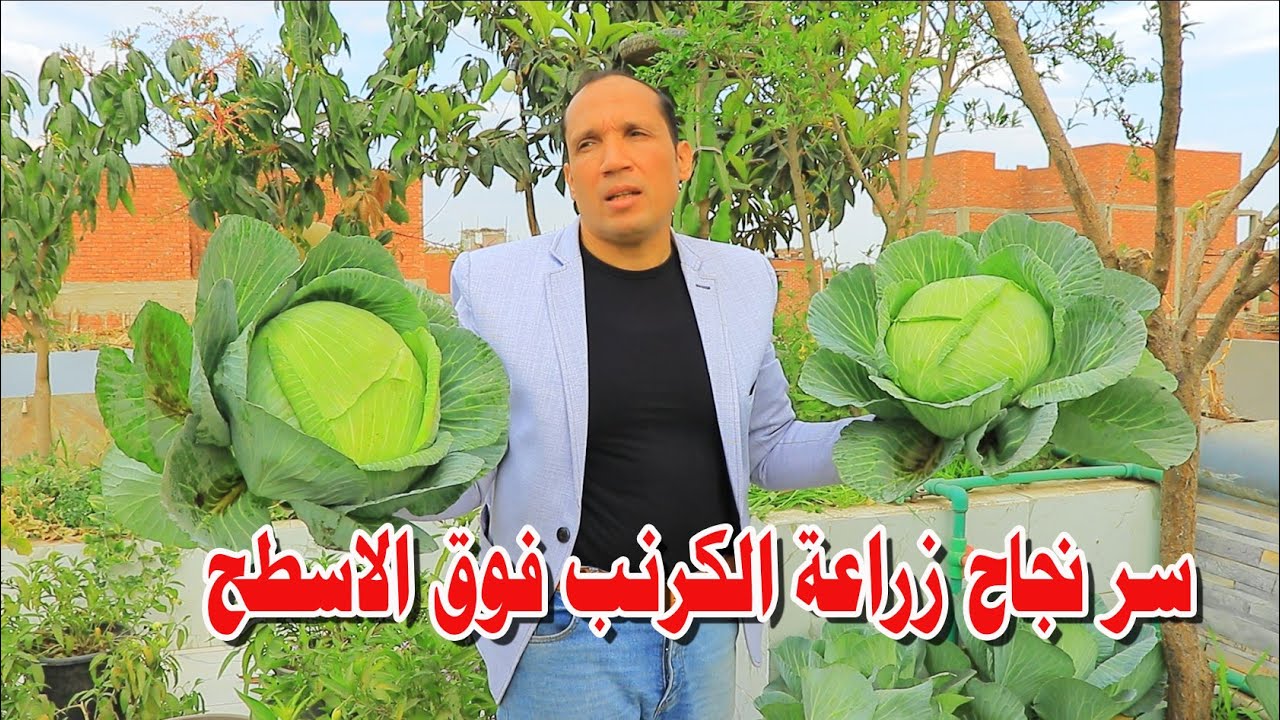 معلومات اول مرة تعرفها عن زراعة الكرنب احترف زراعة الكرنب هاعلمك تزرع وتاكل من زرع ايديك احلى كرنب