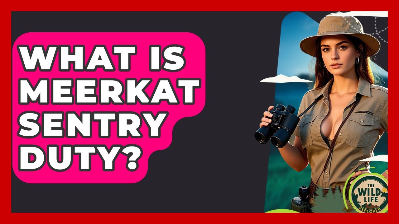What Is Meerkat Sentry Duty? - The Wild Life Explorer