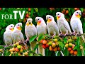 Birdsong in Forest & Relaxing Music – Beautiful Birds Singing for Inner Peace