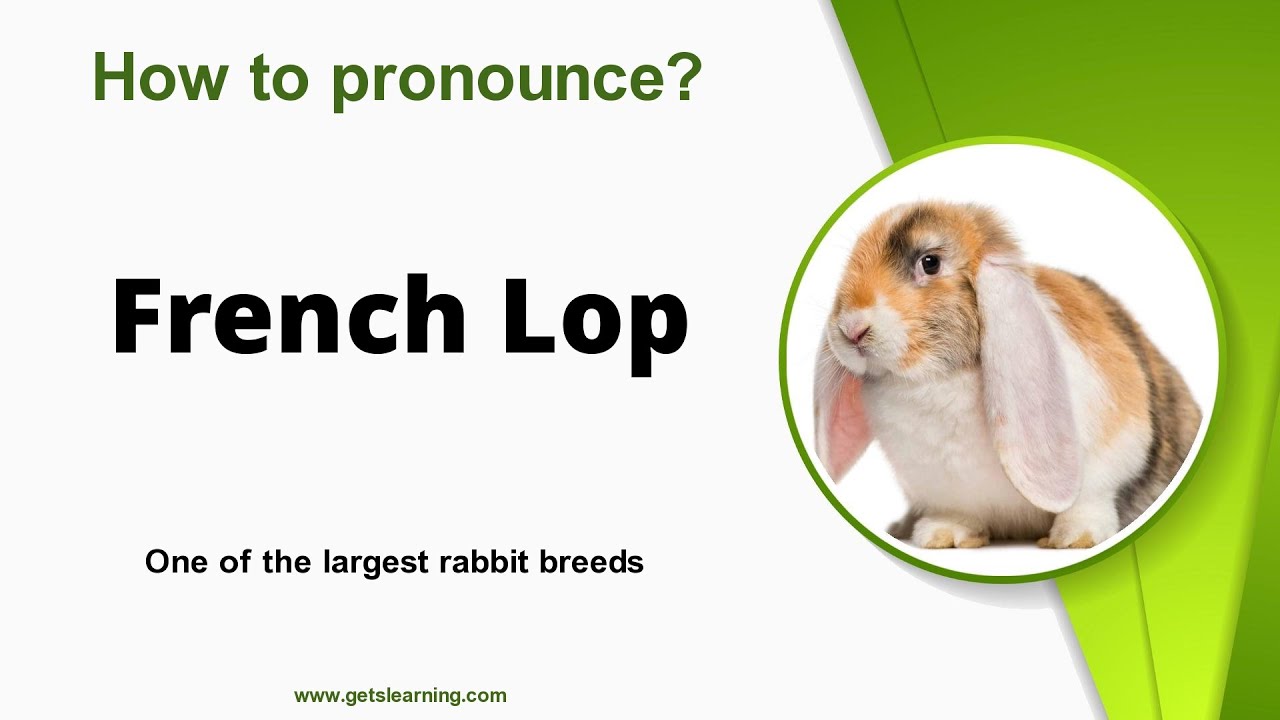How to pronounce (French Lop) in English Correctly YouTube