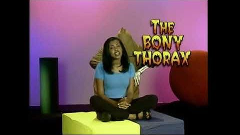 Standard Deviants School Anatomy Trailer