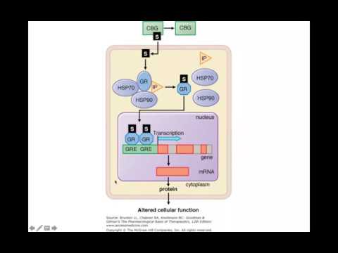 Vídeo: El Manejo Temprano Atenúa La Mejora De Los Receptores De Glucocorticoides En La Corteza Prefrontal En Un Modelo Animal De Trastorno De Estrés Postraumático