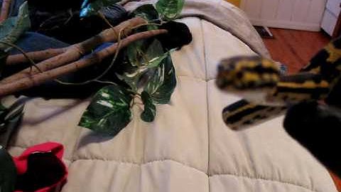 Jungle Carpet Python