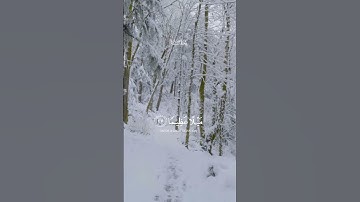 قرآن ياسر الدوسري سورة النساء #قرآن #القارئ_ياسر_الدوسري #سورة_النساء #تلاوات_خاشعة #ترند  #youtube